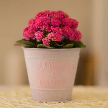 Dalmatinisches Haus In Der Altstadt Von By Interhome